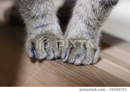 Cute forefoot Cute forefoot 59389751
