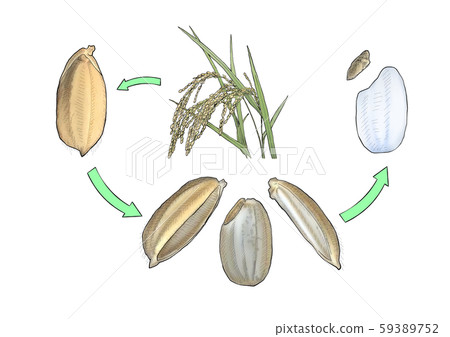 Inaho, fir, brown rice, white rice Inaho, fir, brown rice, white rice 59389752