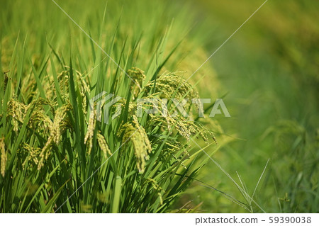 稻田 稻田 59390038