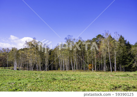 (Nagano) Kaida Kogen, Kiso Horse Village with beautiful autumn leaves 59390125