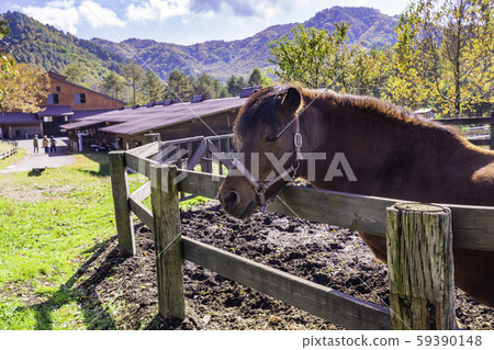 (Nagano Prefecture) Kaida Kogen, Kiso Horse Village (Kiso Horse) (Nagano Prefecture) Kaida Kogen, Kiso Horse Village (Kiso Horse) 59390148