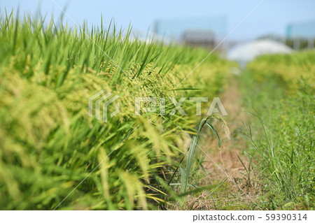 Blue Sky and Rainbow 59390314