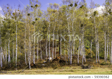 (Nagano Prefecture) Kaida Kogen, Kisouma no Sato Grazing Kisouma (Nagano Prefecture) Kaida Kogen, Kisouma no Sato Grazing Kisouma 59390362