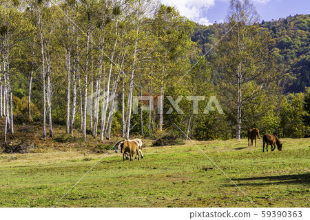 (Nagano Prefecture) Kaida Kogen, Kisouma no Sato Grazing Kisouma (Nagano Prefecture) Kaida Kogen, Kisouma no Sato Grazing Kisouma 59390363