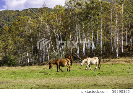 (Nagano Prefecture) Kaida Kogen, Kisouma no Sato Grazing Kisouma (Nagano Prefecture) Kaida Kogen, Kisouma no Sato Grazing Kisouma 59390365