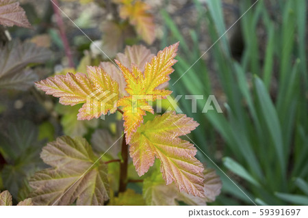 American Temari Shimosuke, Diabolo sprout 59391697