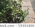 Veronica Georgia Blue Leaf 59391800