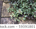 Veronica Georgia Blue Leaf 59391801