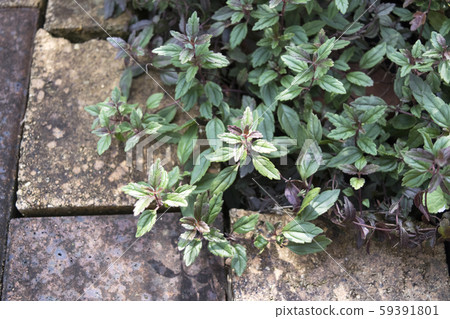 維羅妮卡佐治亞州藍葉 59391801