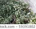 Veronica Georgia Blue Leaf 59391802