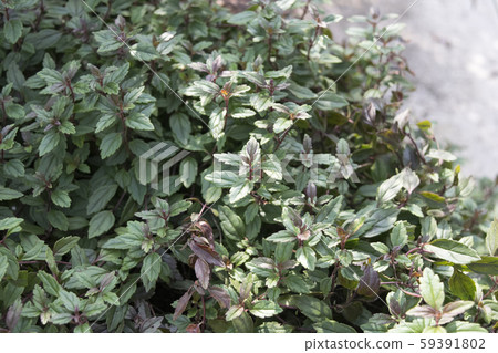 維羅妮卡佐治亞州藍葉 59391802