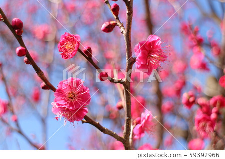 Ume Tsukasa Hino Tsukasa Ume Tsukasa Hino Tsukasa 59392966