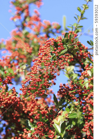 Pyracantha fruit Pyracantha fruit 59393012