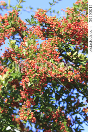 Pyracantha fruit Pyracantha fruit 59393015