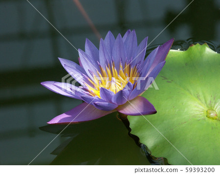 漂亮的紫色蓮花 59393200