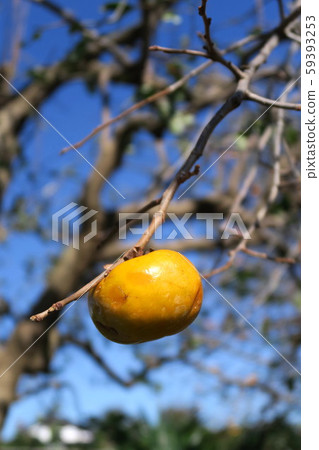 The fruitful landscape 59393253