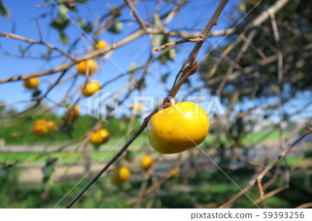 The fruitful landscape 59393256