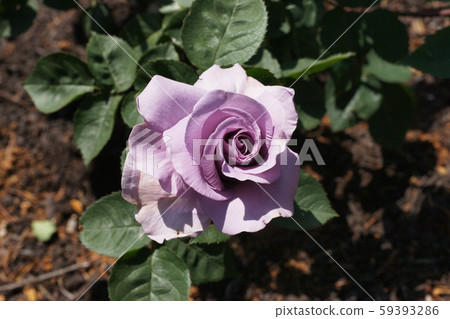 Verny park rose 59393286