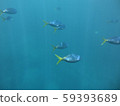 魚兒在蔚藍的大海中自由游動 59393689