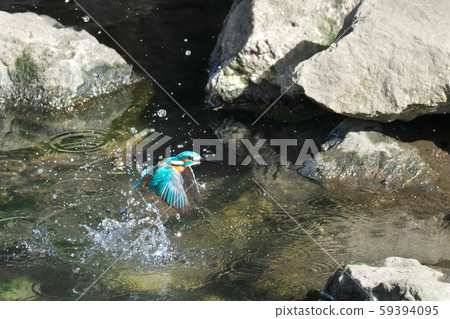 翠鳥從水里跳下的那一刻 翠鳥從水里跳下的那一刻 59394095