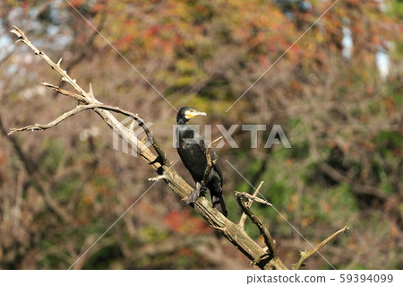 Great cormorant perching on fallen tree Great cormorant perching on fallen tree 59394099