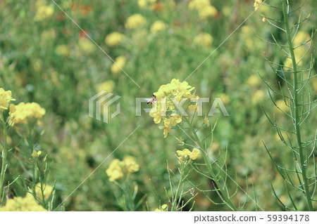 Rapeseed field Rapeseed field 59394178