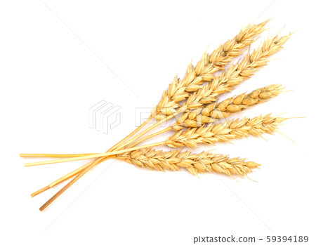 wheat on white wheat on white 59394189