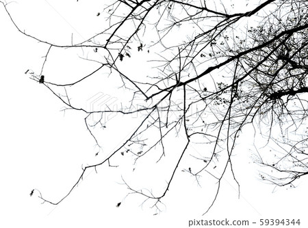 Silhouette of tree with white sky background 59394344