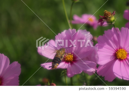 秋天的花壇花:大波斯菊昆蟲:大塚芝:三井 秋天的花壇花:大波斯菊昆蟲:大塚芝:三井 59394590