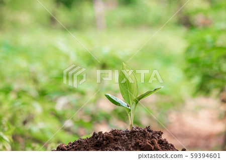 Young plant in the morning light on nature Young plant in the morning light on nature 59394601