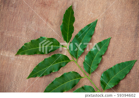 Neem leaves used as ayurvedic medicine Neem leaves used as ayurvedic medicine 59394602