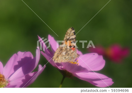 秋天的花壇花：波斯菊蝴蝶：菊苣：三井 59394696