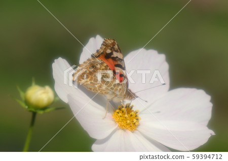 Autumn flowerbed flower: Cosmos butterfly: Himeathatahae: Mitsui 59394712
