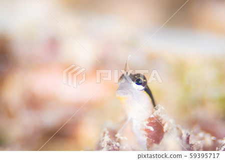 人體條紋gimpo 59395717