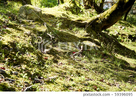 kyoto, japan, old-fashioned 59396095