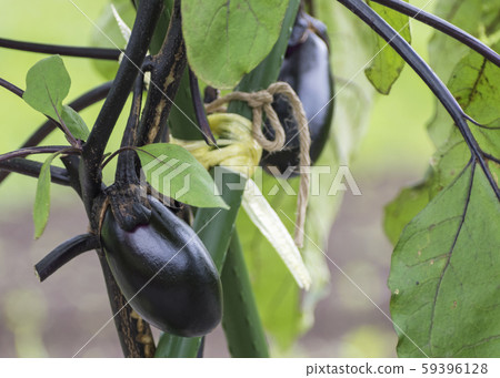 Eggplant Eggplant 59396128