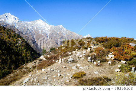 Herd of sheep in lush Himalayas mountain  59396168