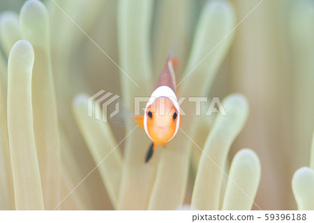 小丑anemonefish 59396188