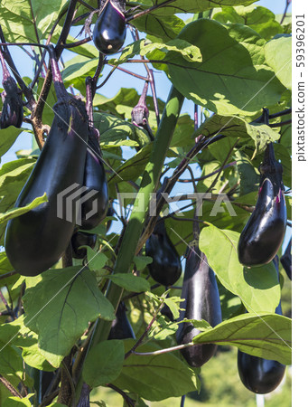 Eggplant Eggplant 59396201
