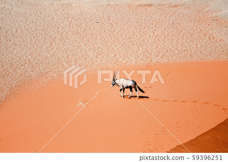 oryx on sand oryx on sand 59396251
