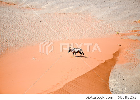 oryx on sand oryx on sand 59396252