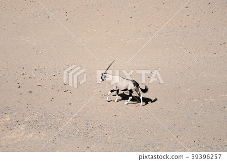 oryx in Namibia 59396257