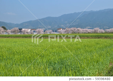 大麥櫻桃樹山I島鄉村景觀2 大麥櫻桃樹山I島鄉村景觀2 59396480