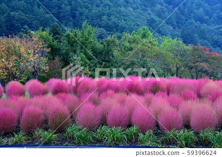 Kokia of autumn leaves Kokia of autumn leaves 59396624