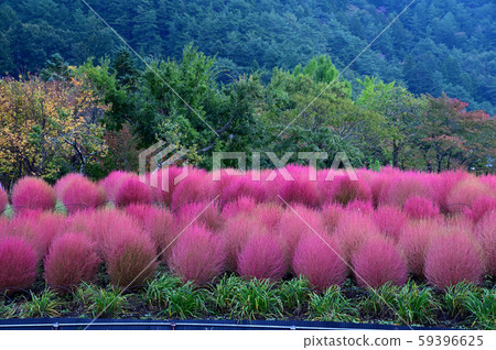 Kokia of autumn leaves Kokia of autumn leaves 59396625
