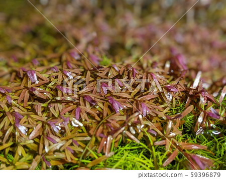 水生植物 59396879