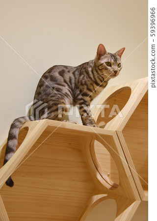 Cat Cafe 59396966