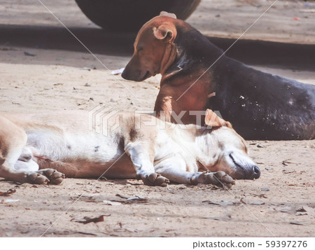 Common Indian pariah stray dog Common Indian pariah stray dog 59397276