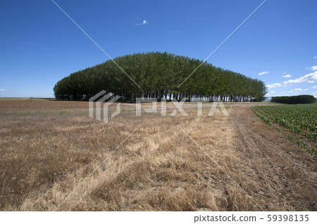 Trees in the field 59398135