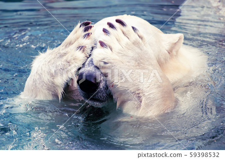 Large polar bear 59398532